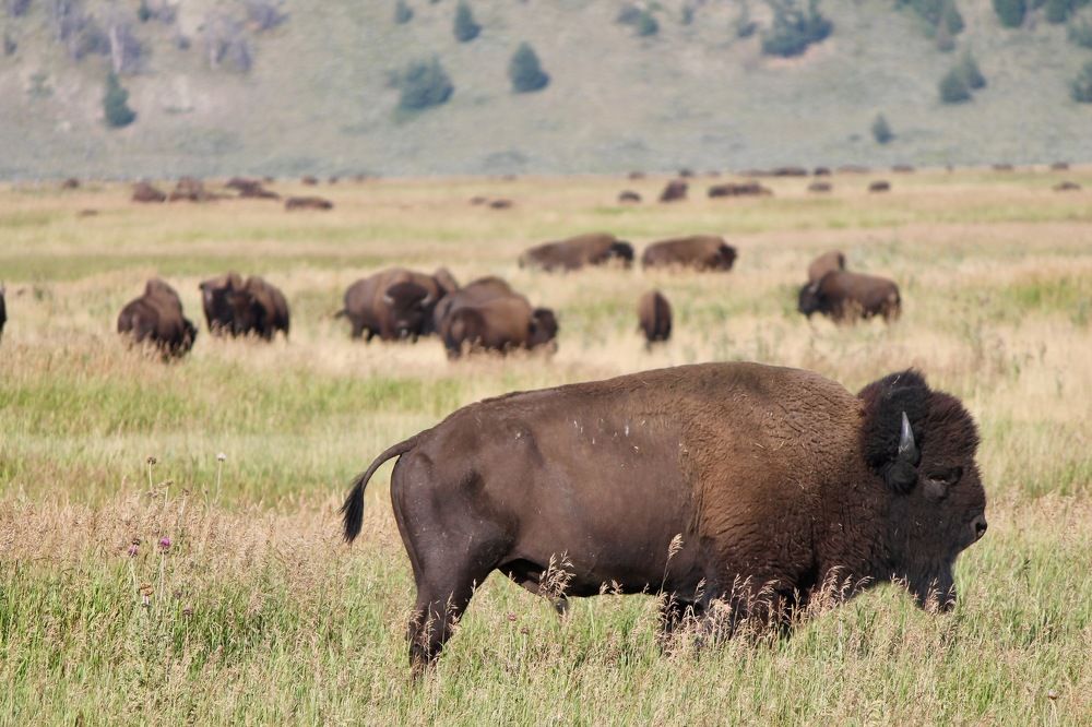 Bison Business
