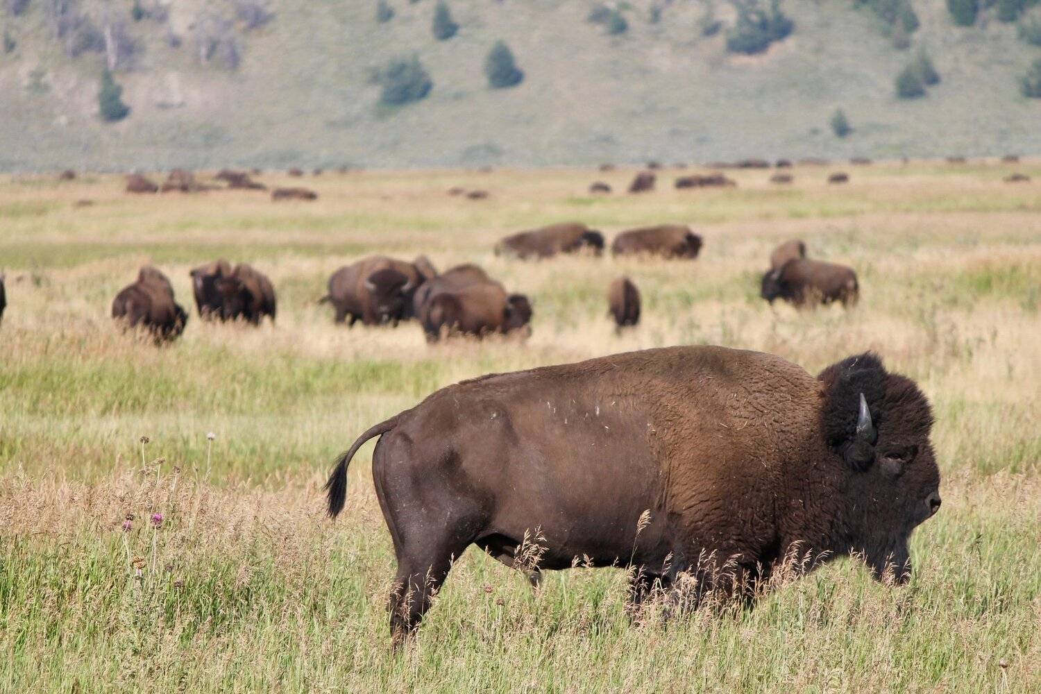 Bison Business