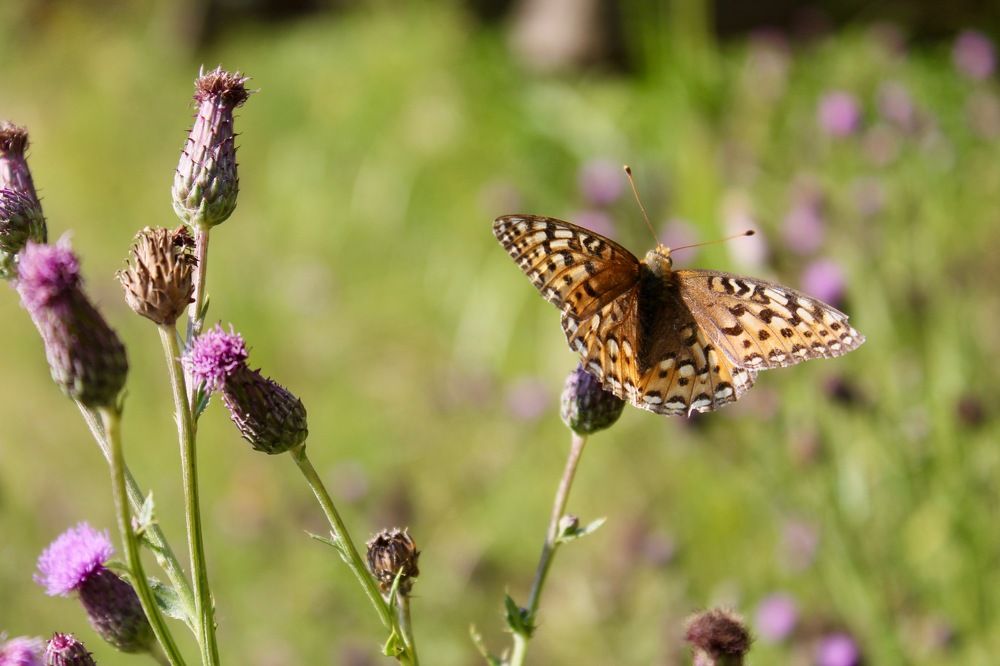 Butterfly Beauty