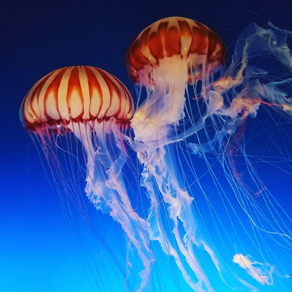 Jellyfish