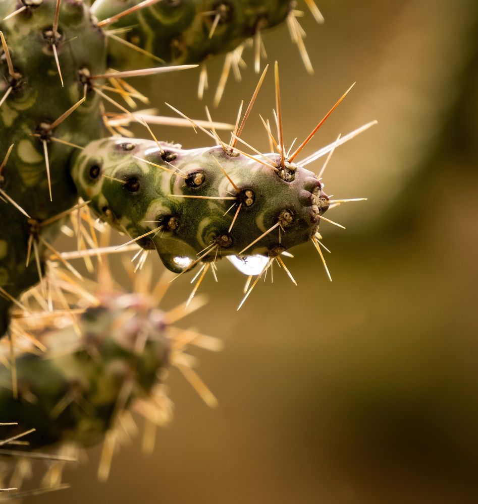 Cactus detail
