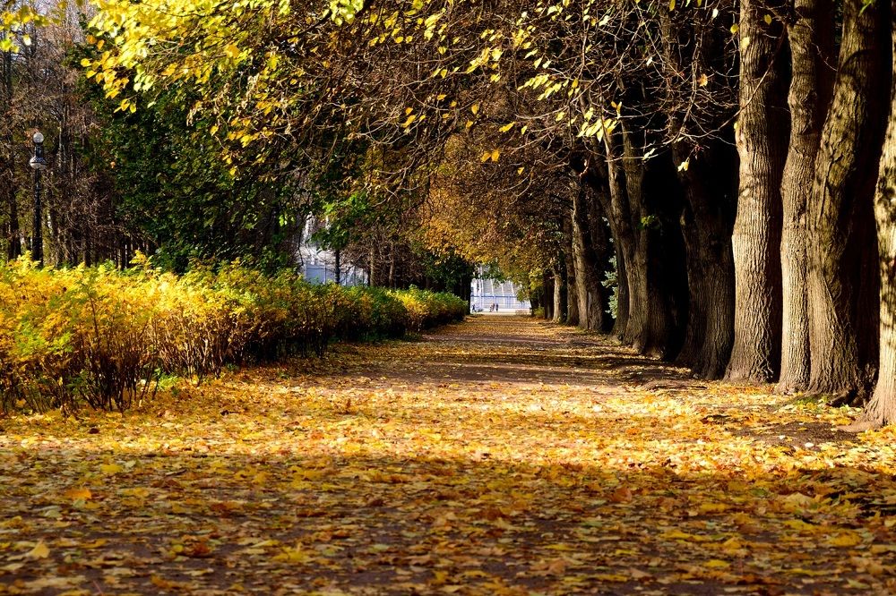 Фотография автора Андрей Симонов