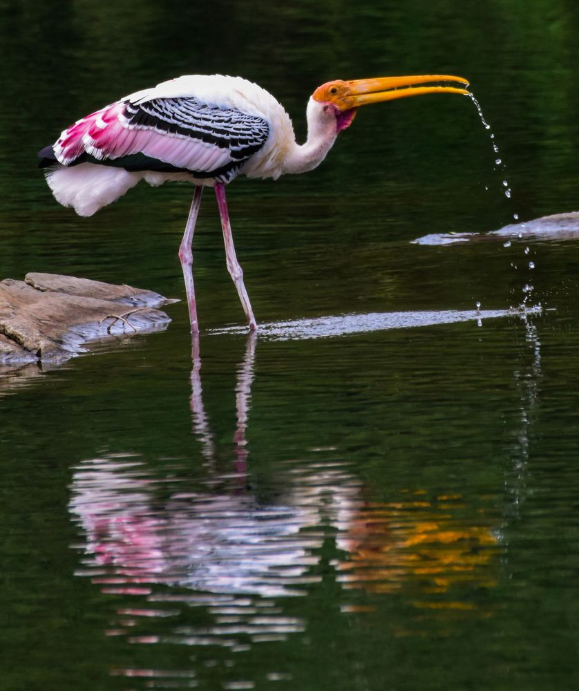 Painted Stork
