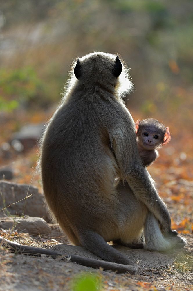 Curiosity