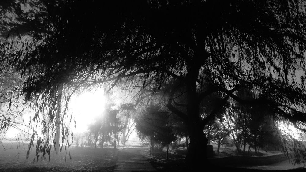 Вечерний туман