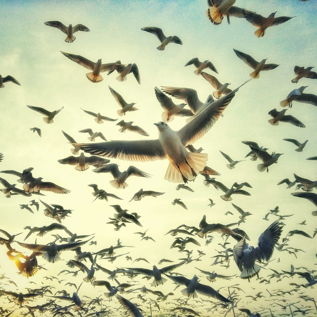 FREEDOM