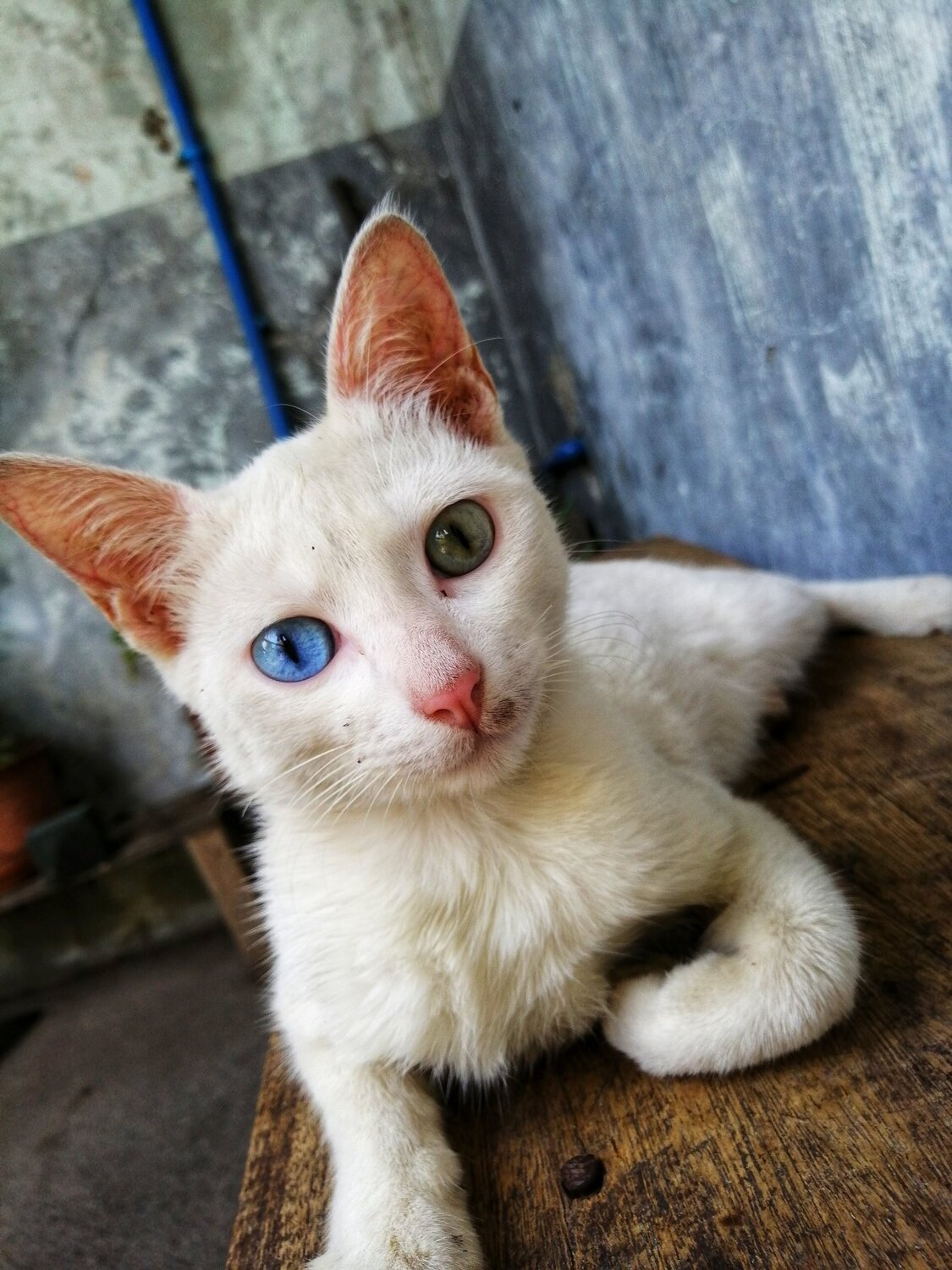 Cat's Eye