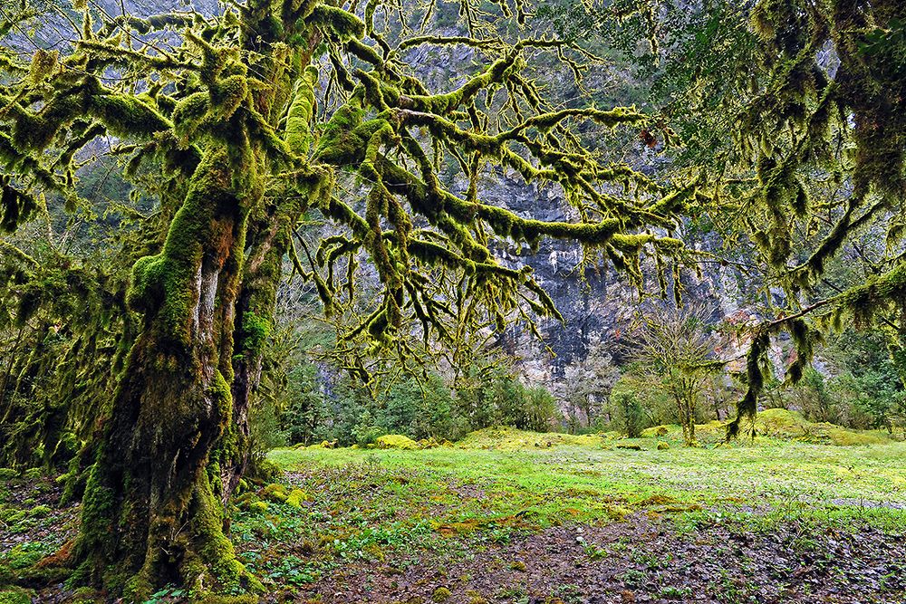 САМШИТОВЫЙ лес