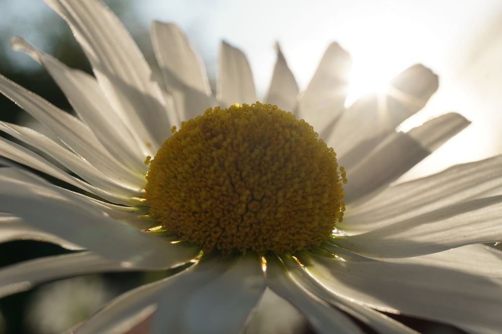 Солнечная ромашка