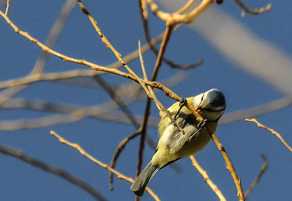 Зимняя трапеза