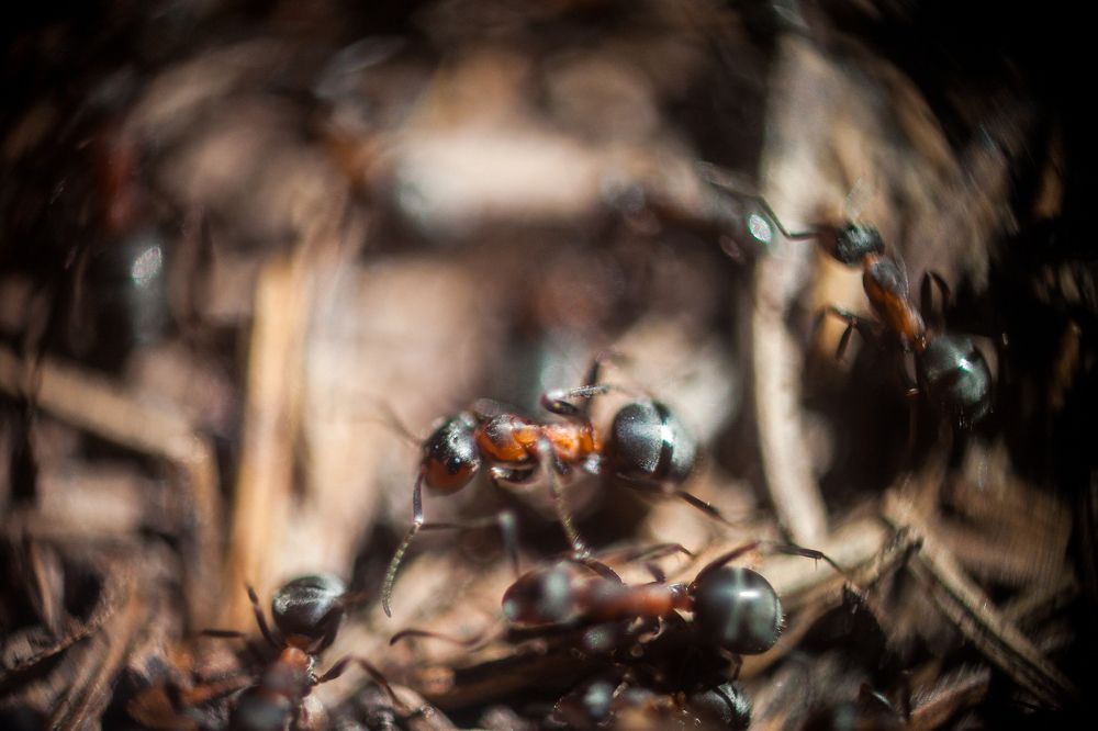 жизнь в муравейнике