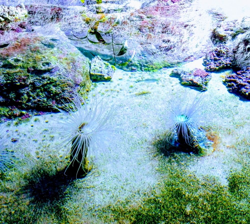 Фотография автора Olesya Kiknadze