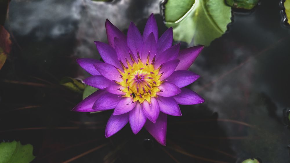 Water lilly