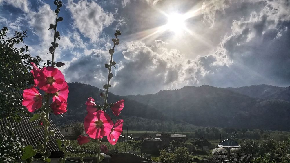 Цветы в лучах солнца.