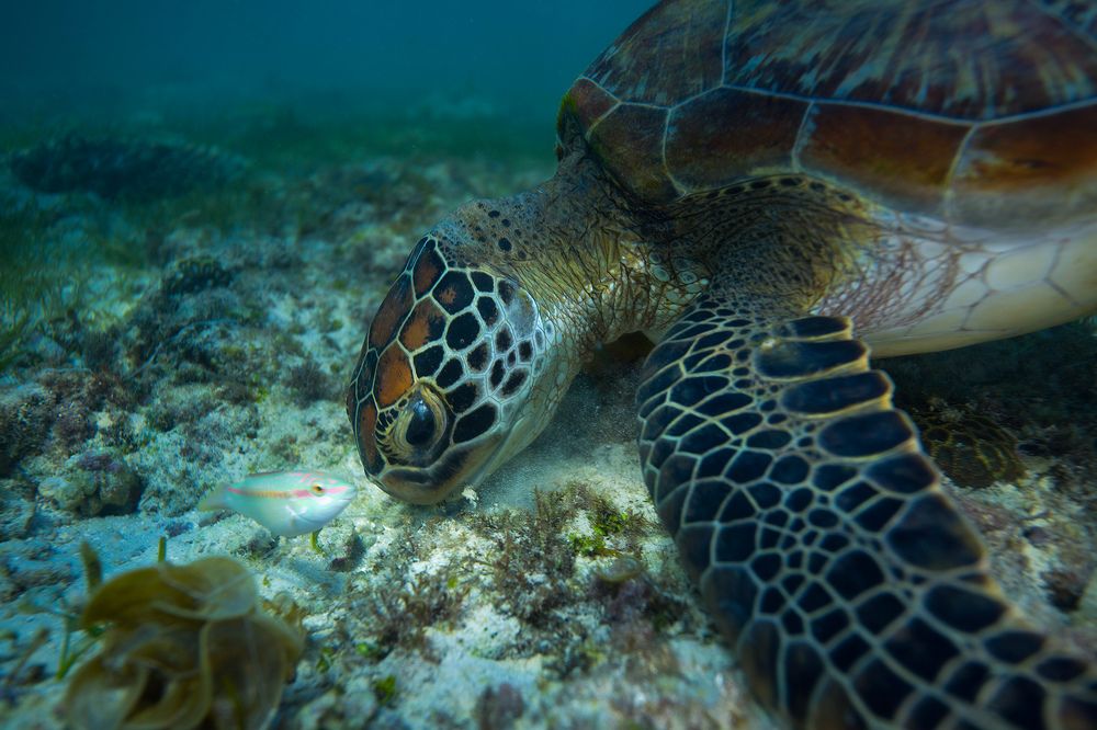 Совместная трапеза