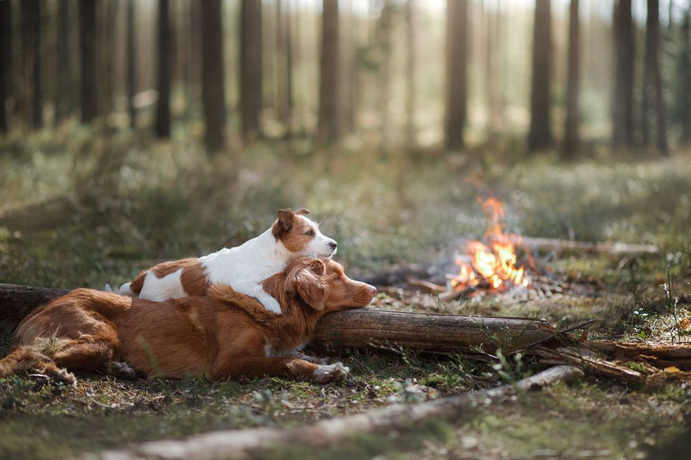 путешественницы
