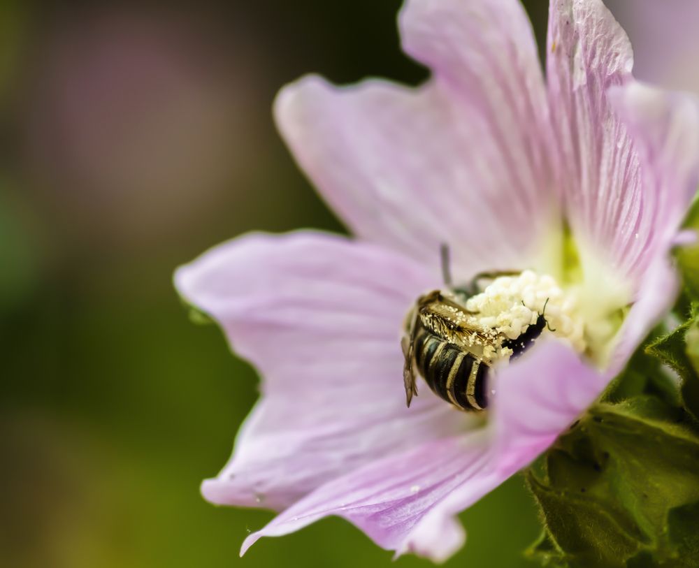Honey bee pollinating a flower