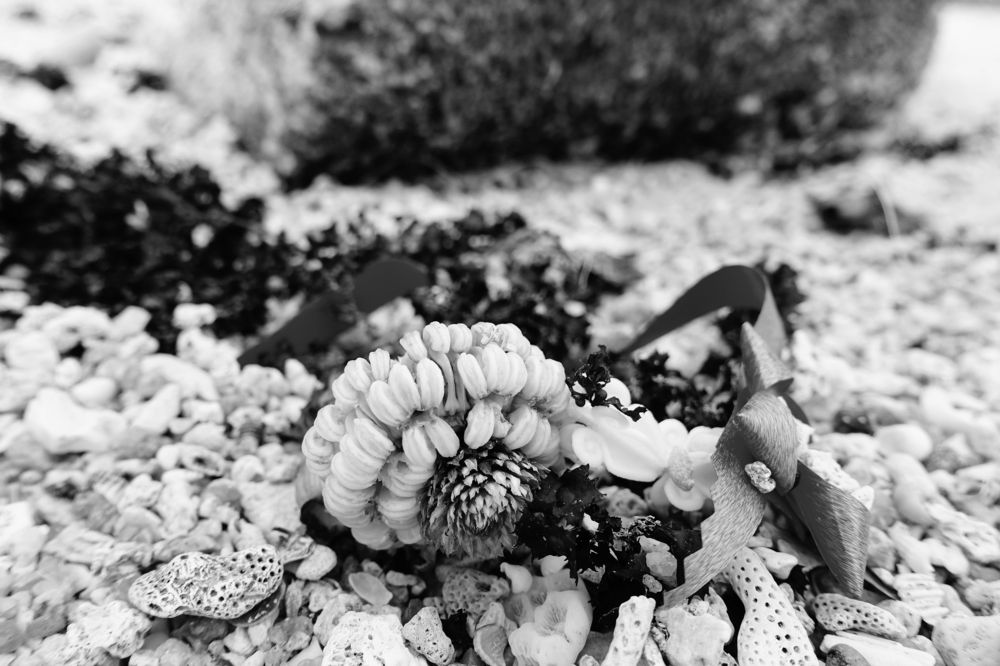 Что можно встретить на пляже.