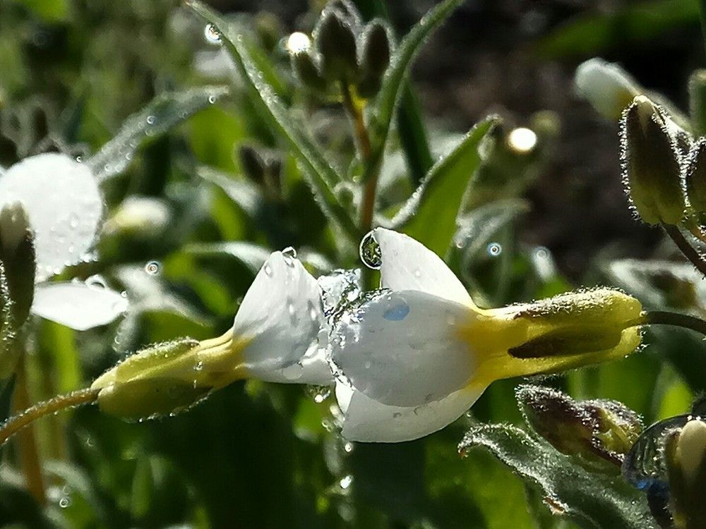 Апрельский поцелуй..