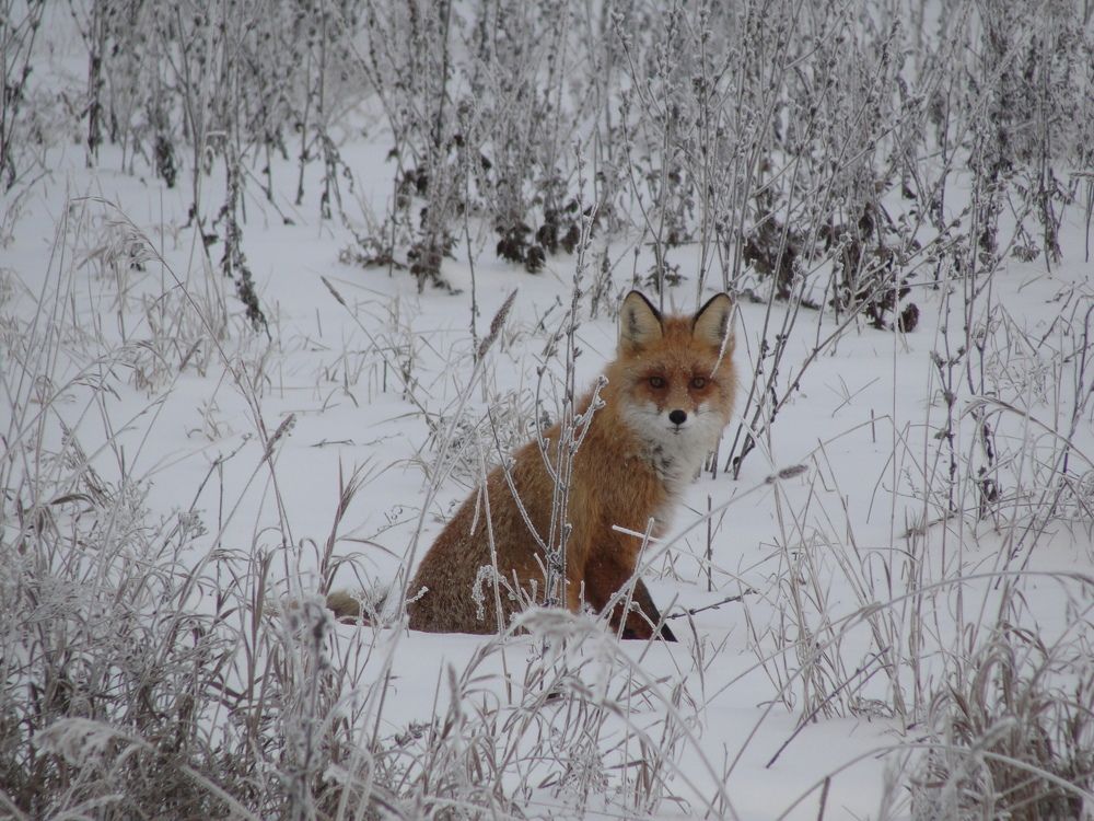 Рыжий красавец