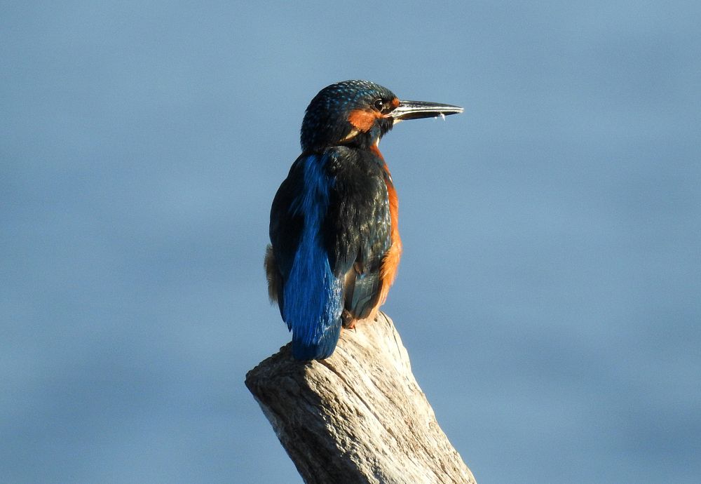 Kingfisher 1