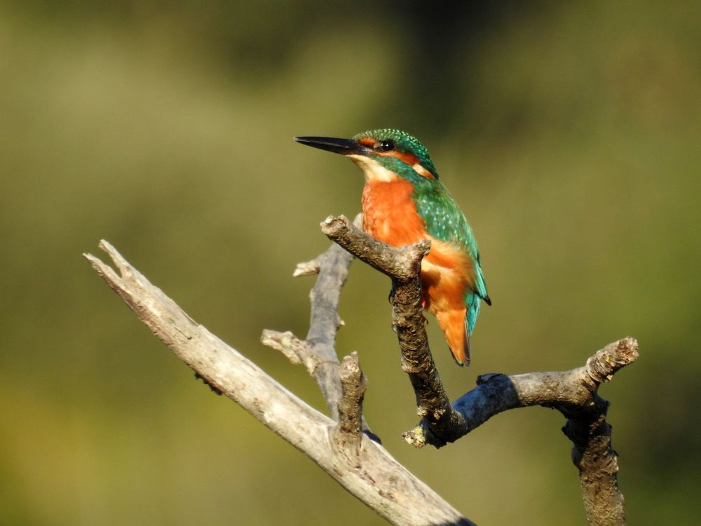 Kingfisher 2