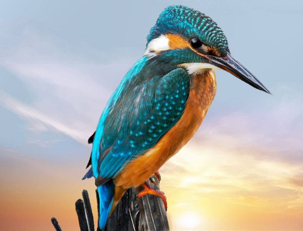 Kingfisher 3