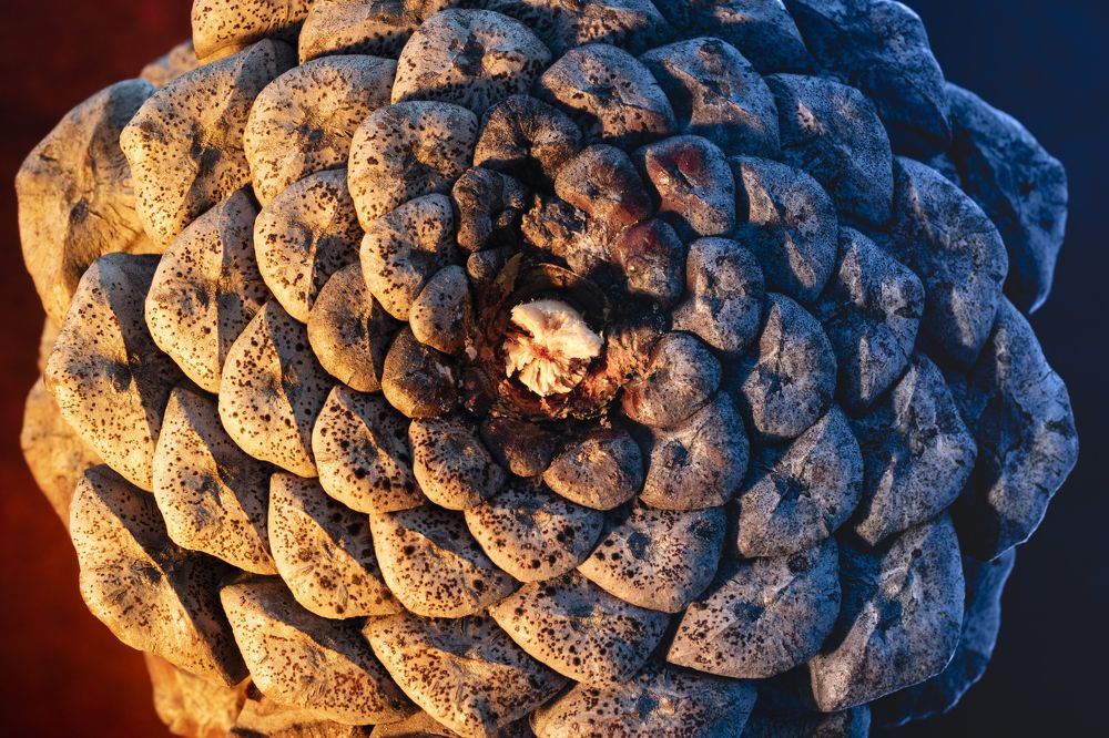 Phyllotaxis Harmony