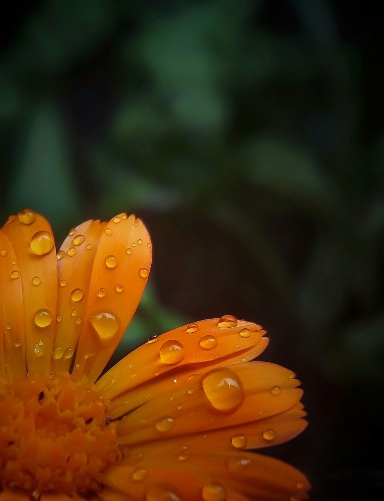 После дождя