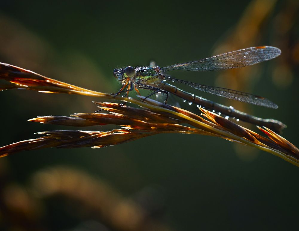 Встречая рассвет