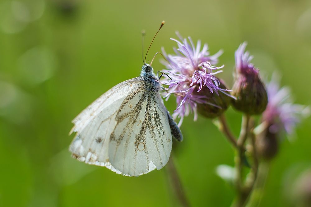 Капустница