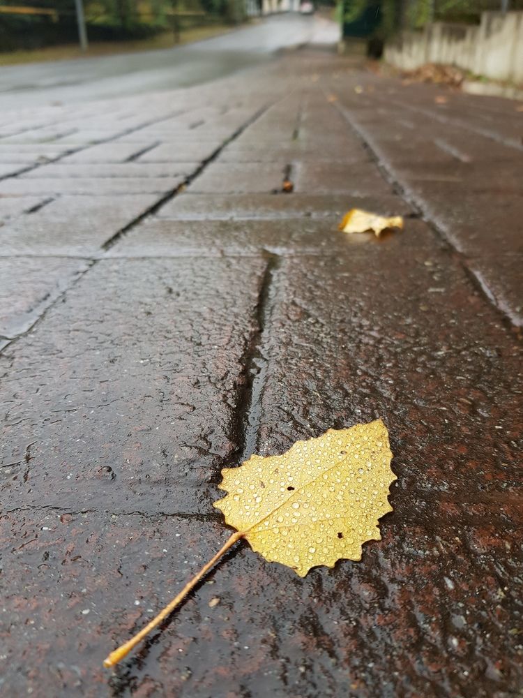 Осень моросит