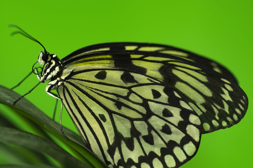 Idea leuconoe Butterfly