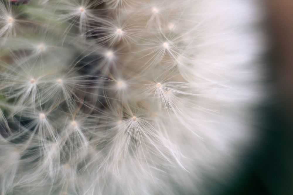 Одуванчик