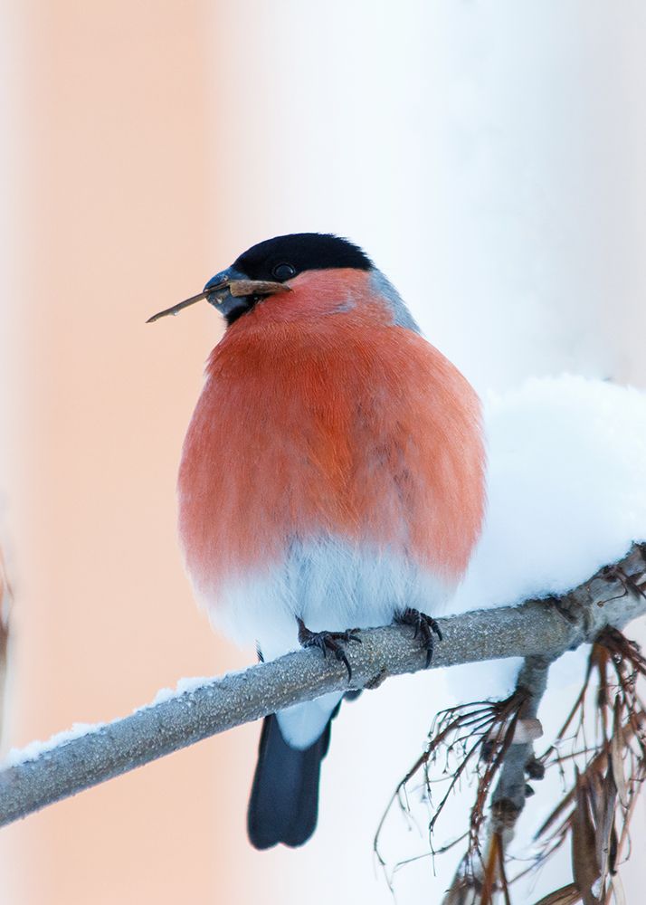 Photograph by Elena Lagutina