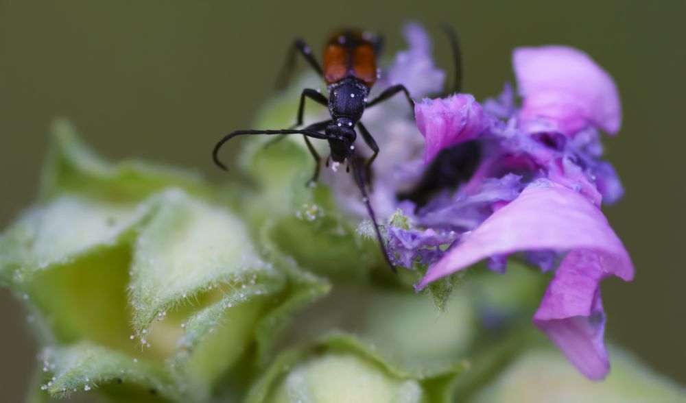 Beetle in pollen on a flower