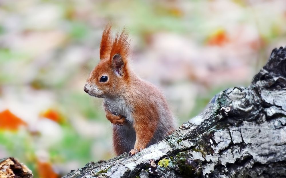 Набегалась, устала...