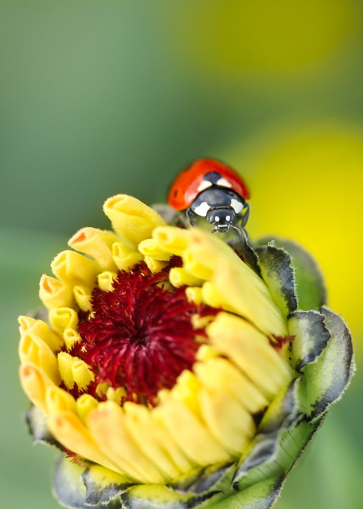 Разноцветное лето