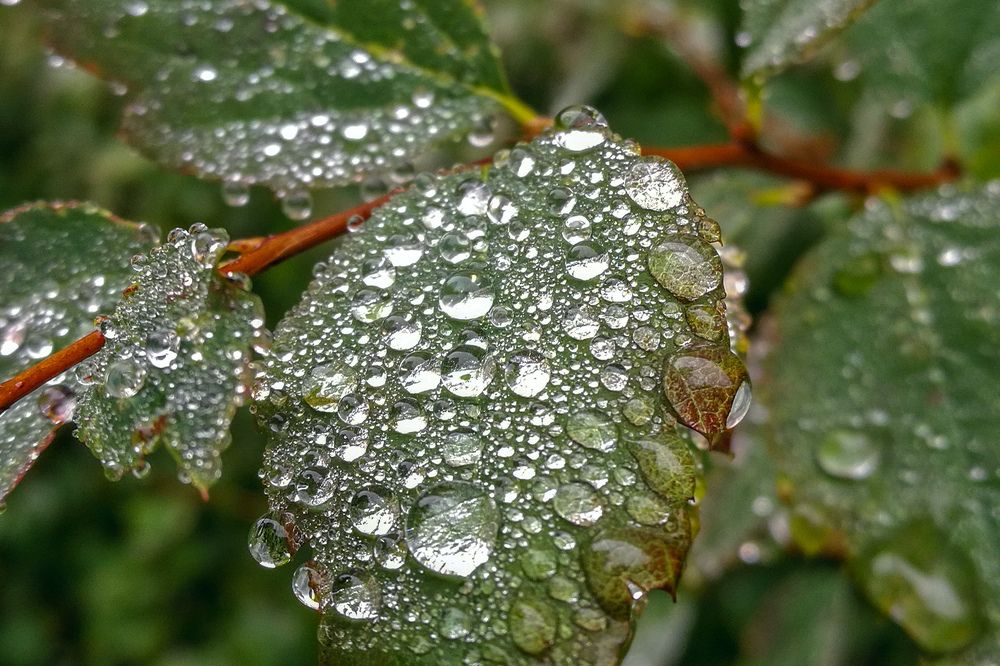 Бриллиантовое утро