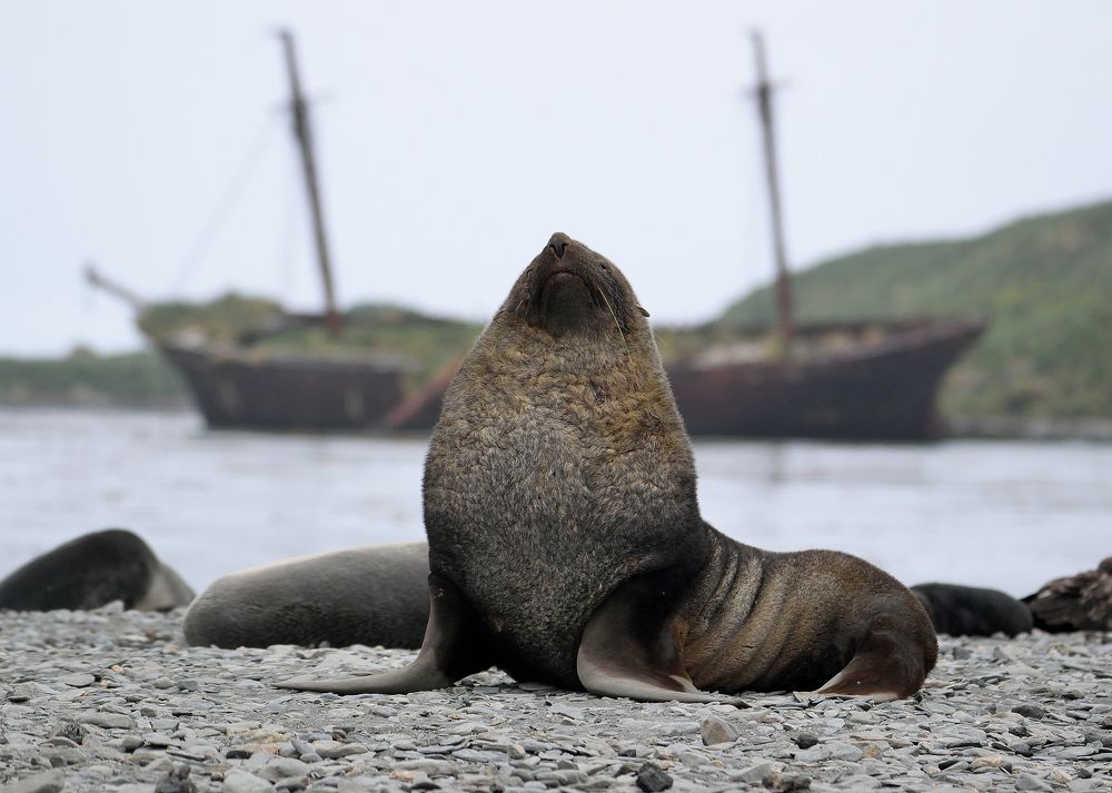 King of Ocean Harbor