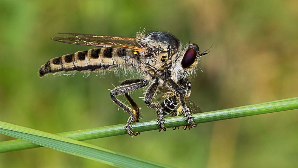 ROBBER FLY WITH THE KILL