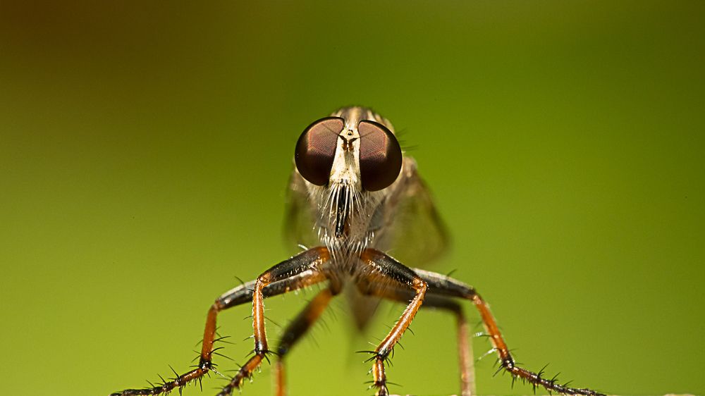 COMPOUND EYES