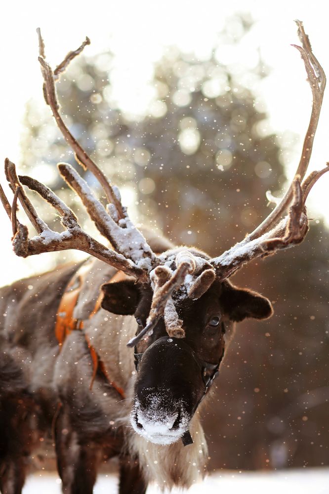 Лучший олень Тюмени