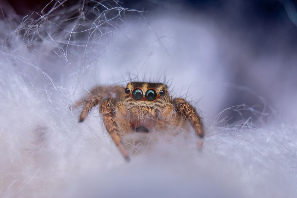 jumping spider on cotton 2