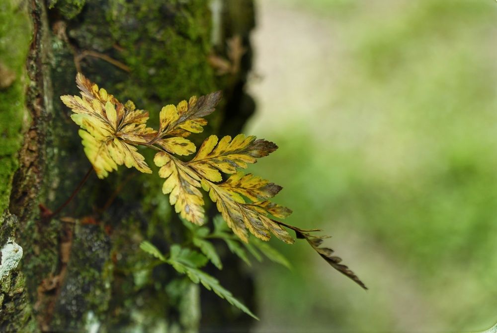 The Yellow Fern ! The Special One ! Or The lonely One!