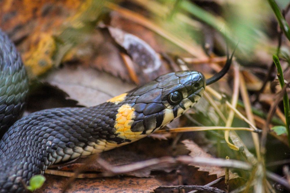 Из жизни ужей