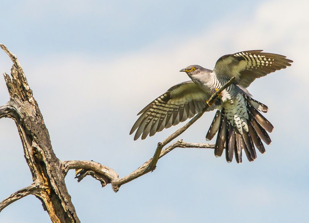 . Вещая птица