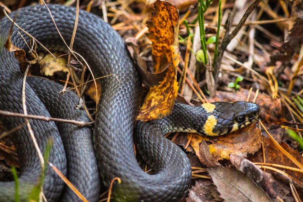 Из жизни ужей