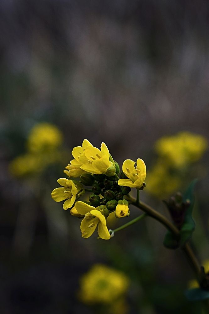 Photograph by Ирина Дашкова-Красникова