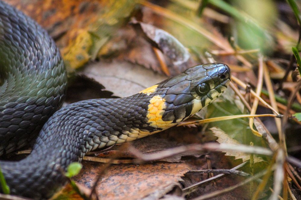 Из жизни ужей